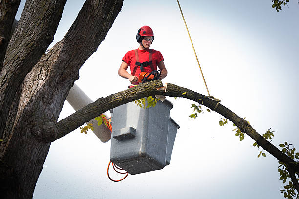 Best Tree Trimming and Pruning  in USA